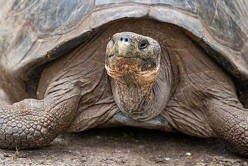 Giant tortoise lumbers along at the Charles Darwin Research Center. Art Print